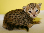 bengal kittes for adoption 
