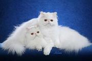 Cute Persian and Bengal kittens Available