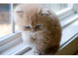 Golden persian kitten for adoption. (Limerick,  Limerick)