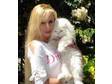 AKC cetified Persian home cat for adoption now . (Cork)
