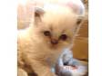 I have beautiful himalayan kittens available (Galway)