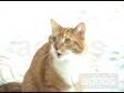 Cute Talking Persian Kitten Seeking for New Home