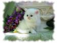 Calm Females Persian kittens ready. (Waterford)