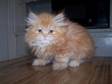 has many Persian and Himalayan male / female kittens for sale (Dublin)
