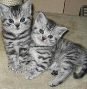 chocolate colourpoint british shorthair kittens for sale