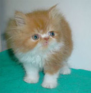 A beautiful persian kitten for home  adoption