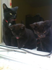 ASAP Kittens free to good home