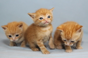  blooded Mini Manx kittens for sale now!