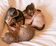 Rare Specie of exotic pets, sphinx kitten for adoption