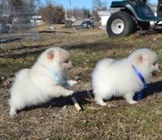 Succulent Pomeranian puppies
