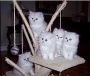 JakoMish Persian kittens ready