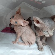 7 sphynx kittens for sale