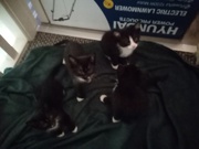 Tux Kittens available looking for their forever home.