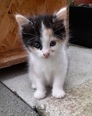 Female kittens are looking for forever homes