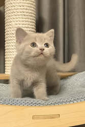 Hi,  I'm Lima- British Shorthair Kitten