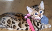 LOVELY BENGAL KITTEN FOR FREE ADOPTION