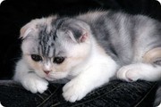 Gorgouse British shothair Kittens for free adoption