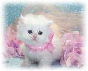 white persian kitten for adoption