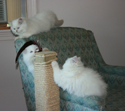 himalayan kittens for adoption