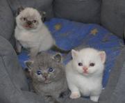 British Shorthair kittens 