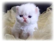 Cute persian kitten for a loving and careing home