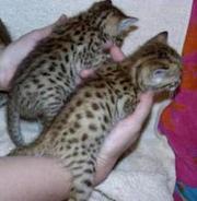 Gorgeous kittens for a loving family