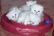 Humble persian kittens
