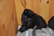 Maine Coon kittens - So cute babies