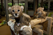 Registered Cheetah Cubs for Sale