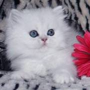 adorable persian kittens for xmas